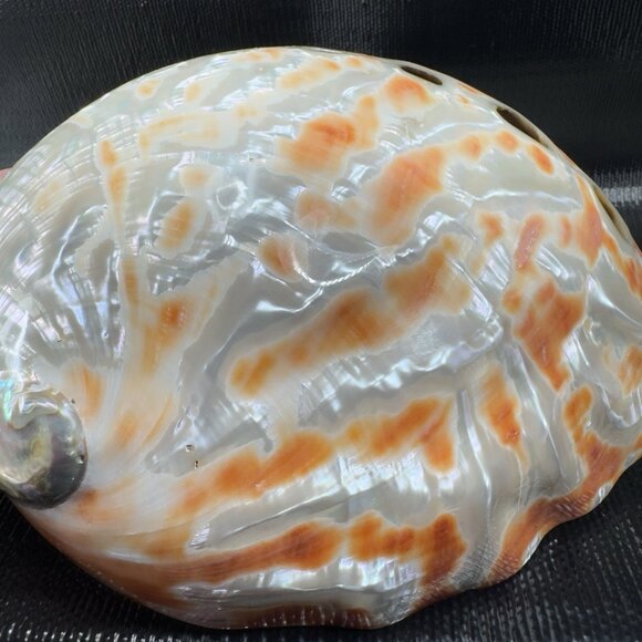 Natural Abalone Shell Large Dish Bowl Container Trinket Holder Iridescent Smooth - Picture 6 of 16